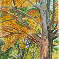 Forest-II