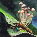 Mushrooms