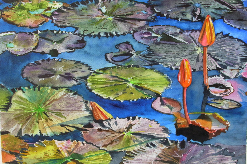 Water-Lily