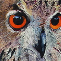 The Owl