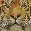 Tiger1