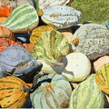 Squash